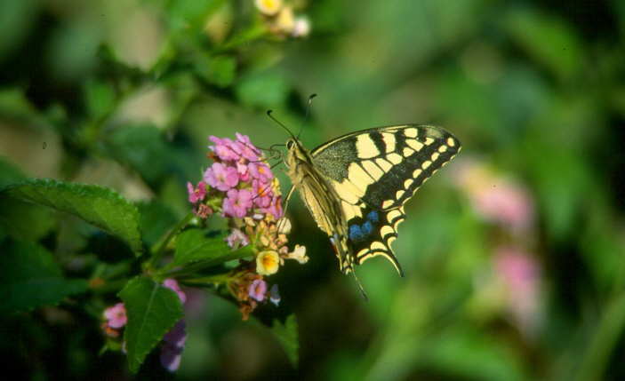 Schmetterling